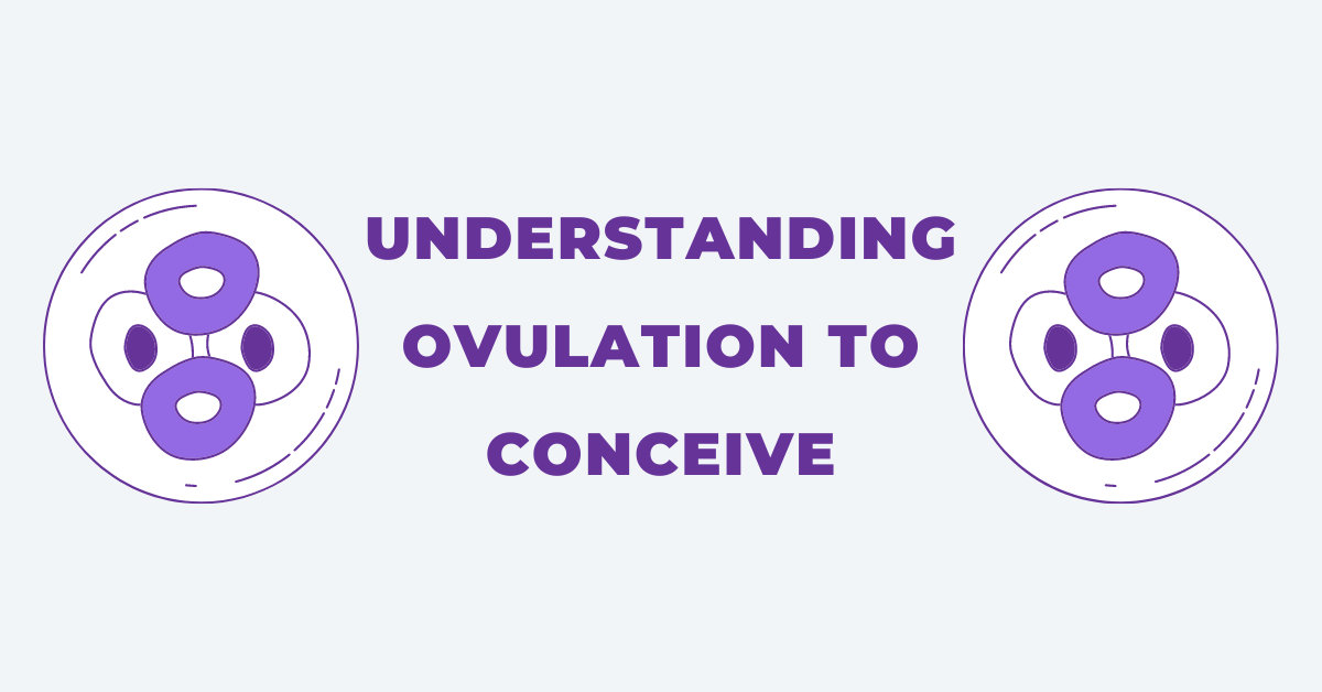 Understanding Ovulation to Conceive